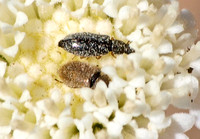 Flower beetle - Unidentified sp.  family Melyridae on Pincushion - Chaenactis artemisiifolia