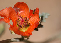 Flower beetle - Unidentified sp.  family Melyridae on Globemallow - Sphaeralcea ambigua