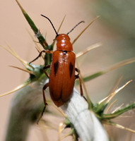 Blister beetle - Nemognatha nitidula