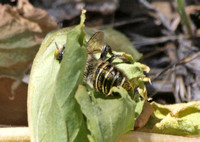 Leafcutter bee Family Megachilidae