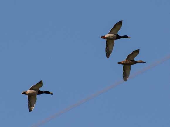 Mallard Duck - Anas platyrhynchos