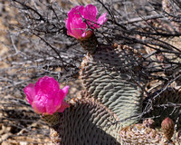 Beavertail Cactus - Opuntia
