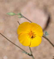Desert Poppy - Eschscholzia glyptosperma