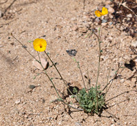 Desert Poppy - Eschscholzia glyptosperma
