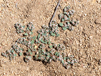 Rattlesnake Weed - Euphorbia albomarginata