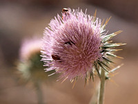 Desert Thistle - Cirsium neomexicanum