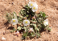 Evening primrose - Oenothera californica