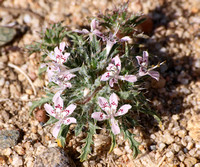 Desert Calico -Loeseliastrum mathewsii