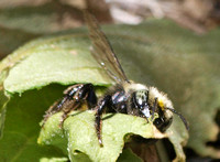 Leafcutter bee Family Megachilidae