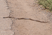 California kingsnake - Lampropeltis getula californiae