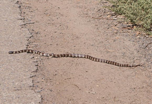 California kingsnake - Lampropeltis getula californiae