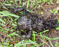 (partially digested) California Toad - Anaxyrus boreas halophilus