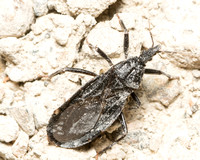 Western conenose - Triatoma protracta