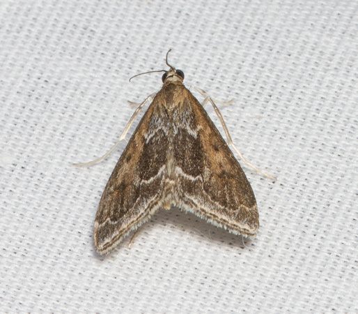 Crambid moth - Pyrausta zonalis