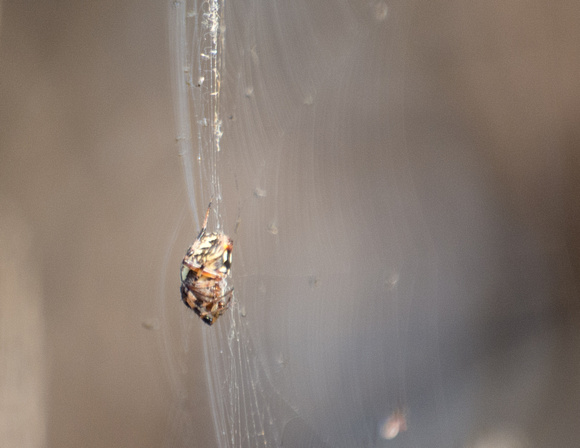 Western spotted orb weaver - Neoscona oaxacensis
