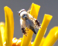 Fruit fly - Trupanea sp.