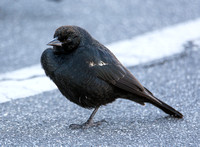Tricolored Blackbird - Agelaius tricolor