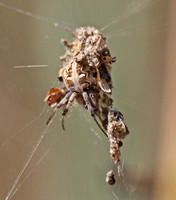 Orb weaver - Metepeira sp.