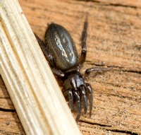 Ground spider 6 - Unidentified sp.