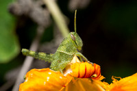 Gray bird grasshopper - Schistocerca nitens