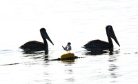 Brown Pelican - Pelecanus occidentalis, Elegant Tern - Thalasseus elegans