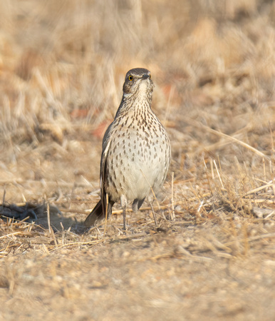 Sage Thrasher - Oreoscoptes montanus
