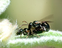 Small carpenter bee - Ceratina sp.