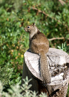 California ground squirrel
