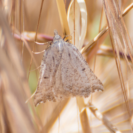 Geometer moth - Plataea diva
