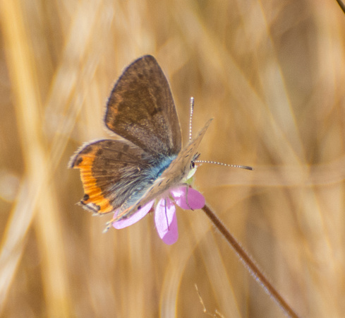 Acmon blue - Icaricia acmon