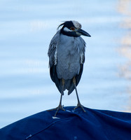 Yellow-crowned Night Heron - Nyctanassa violacea