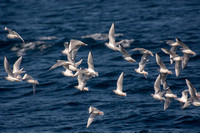 Bonaparte's Gull - Chroicocephalus philadelphia