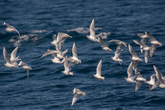 Bonaparte's Gull - Chroicocephalus philadelphia