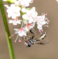 Four-Speckled Hoverfly - Dioprosopa clavata