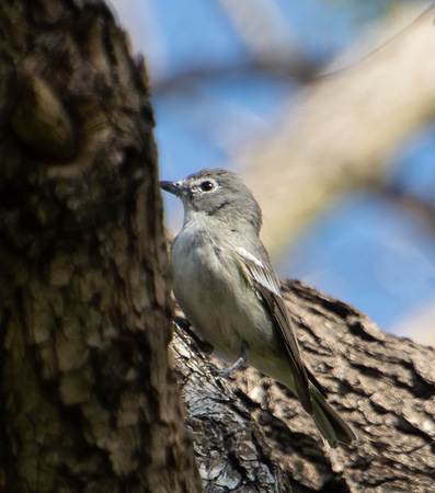 Plumbeous Vireo - Vireo plumbeus