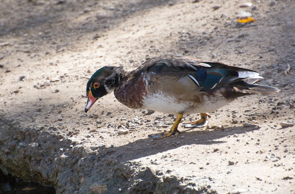 Wood Duck - Aix sponsa