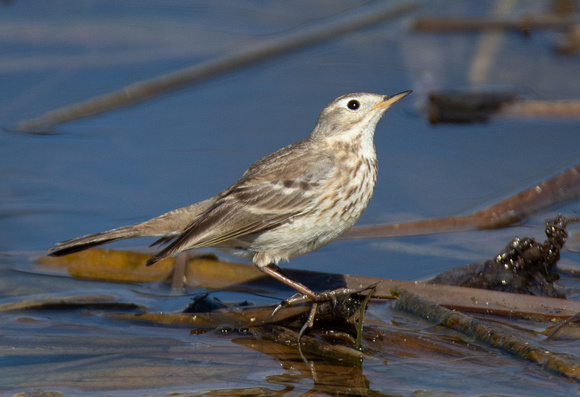 American Pipit - Anthus rubescens