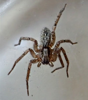 Ghost spider - Anyphaena sp.