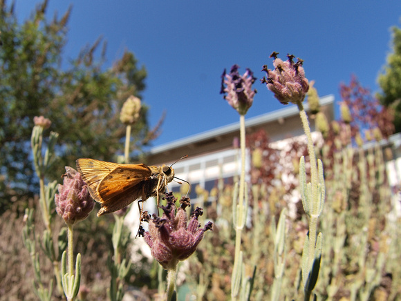 Fiery skipper - Hylefila phyleus