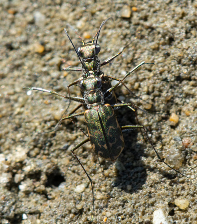 Mudflat Tiger Beetle - Cicindela trifasciata ssp. sigmoidea