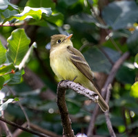 Western Flycatcher - Empidonax difficilis (formerly Pacific-slope)