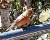 Red Crossbill - Loxia curvirostra