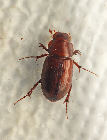 Scarab Beetle - Cinacanthus sp.