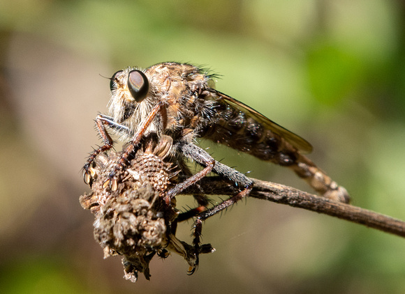 Robber fly - Proctacanthus sp.