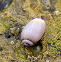 Purple Olive Snail - Callianax biplicata