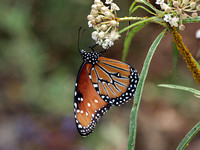 Queen - Danaus gilippus