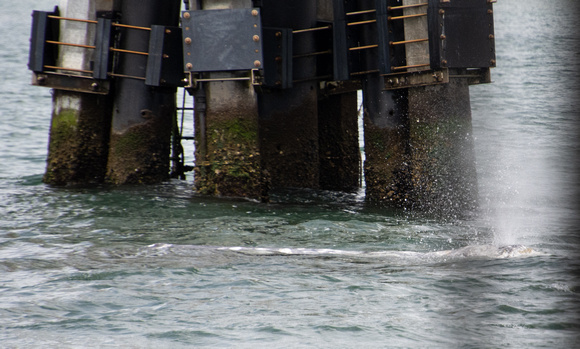 Gray whale - Eschrichtius robustus