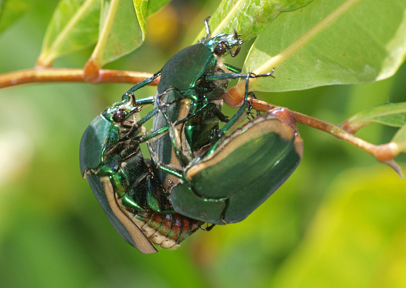Fig-eater beetle - Cotinis mutabilis