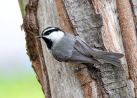 Mountain Chickadee - Poecile gambeli