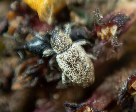 Weevil - Smicronyx sp.